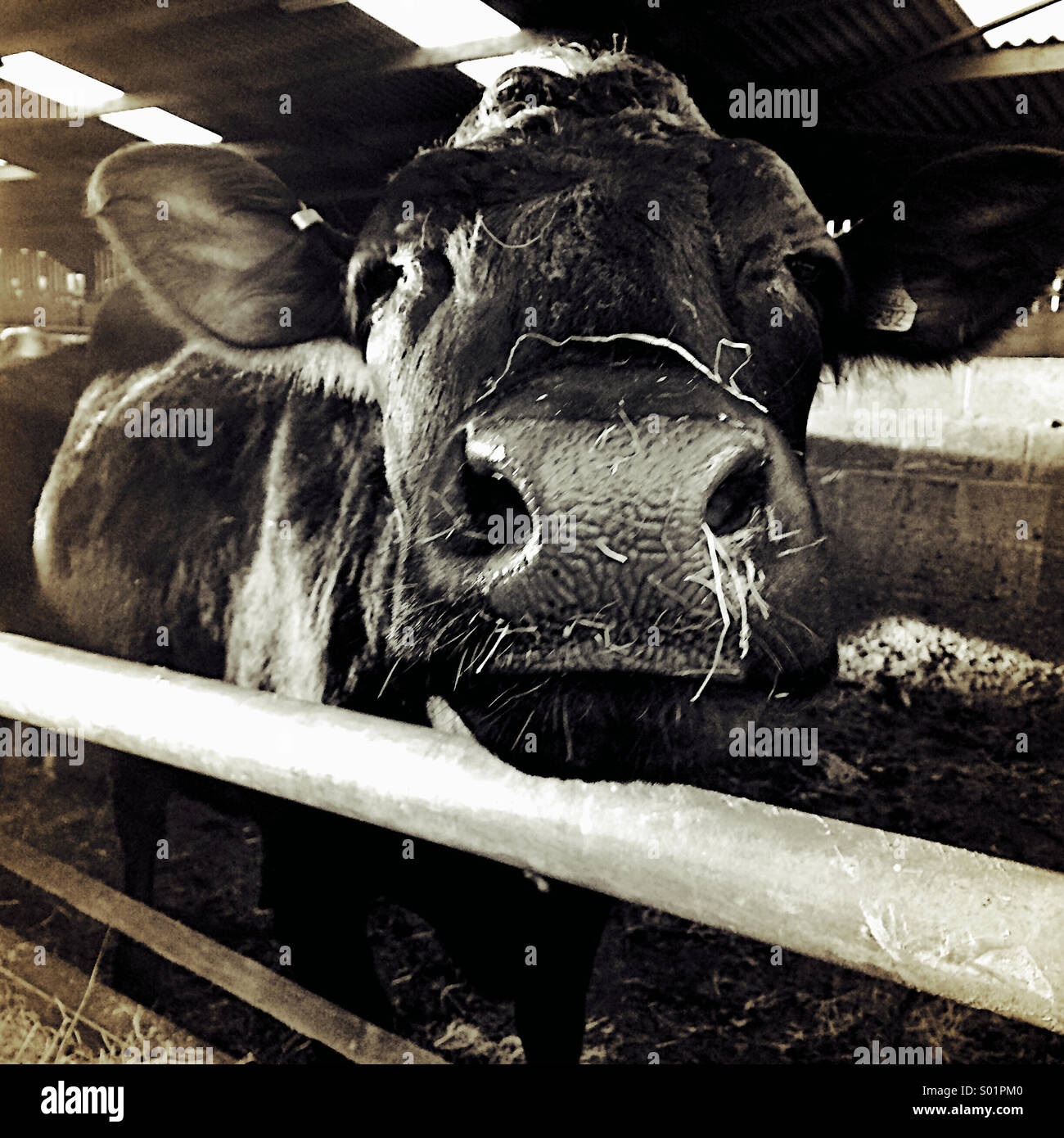 Cow in barn Stock Photo