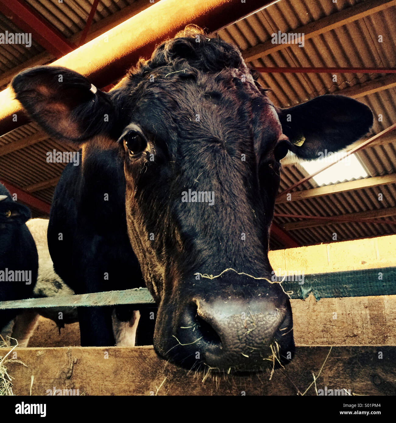Cow in barn Stock Photo