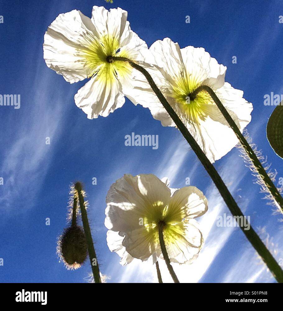 Poppies and sky - Smartphone Captured Stock Image