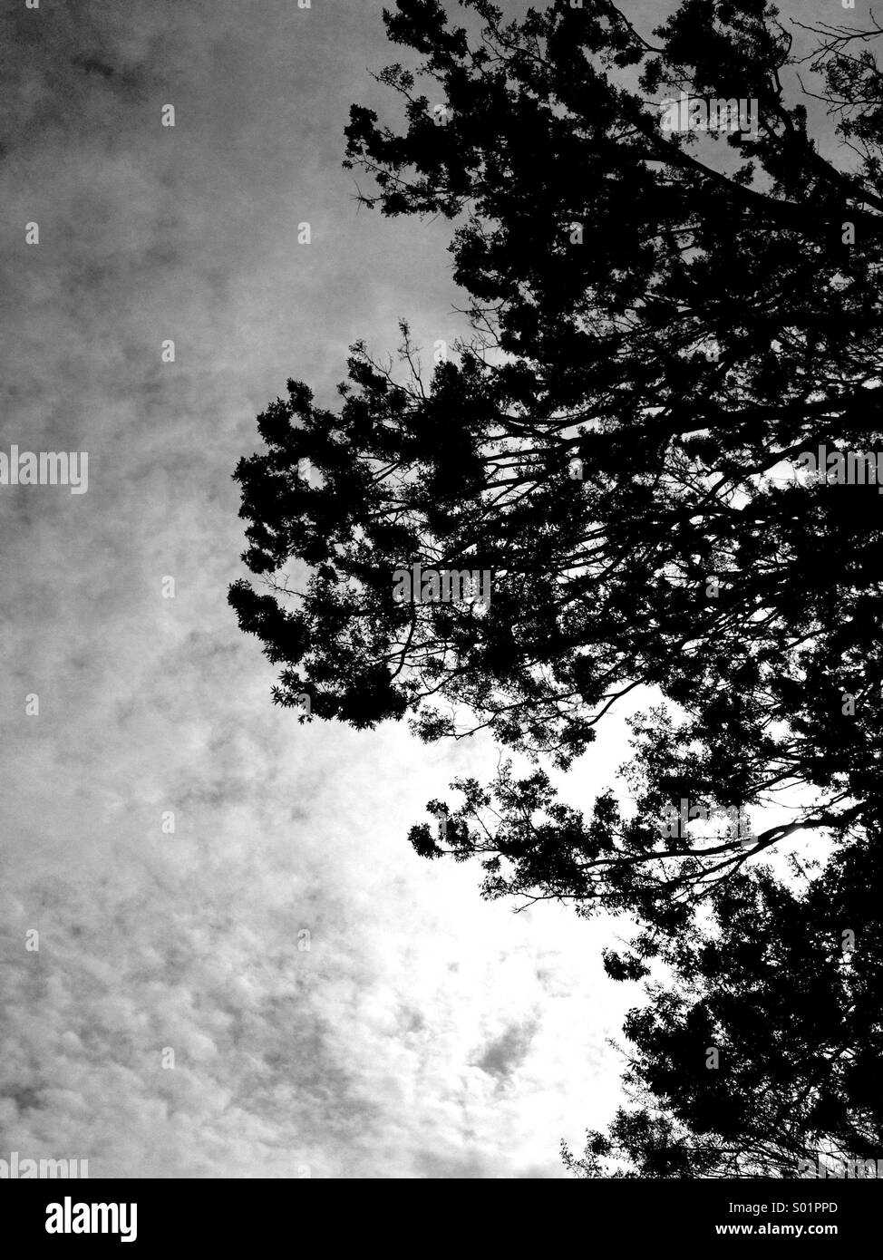 Black and white trees with sky Stock Photo Alamy