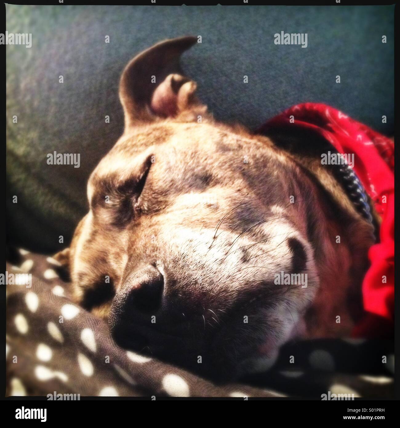 Dog Sleeping on Polka Dots Stock Photo