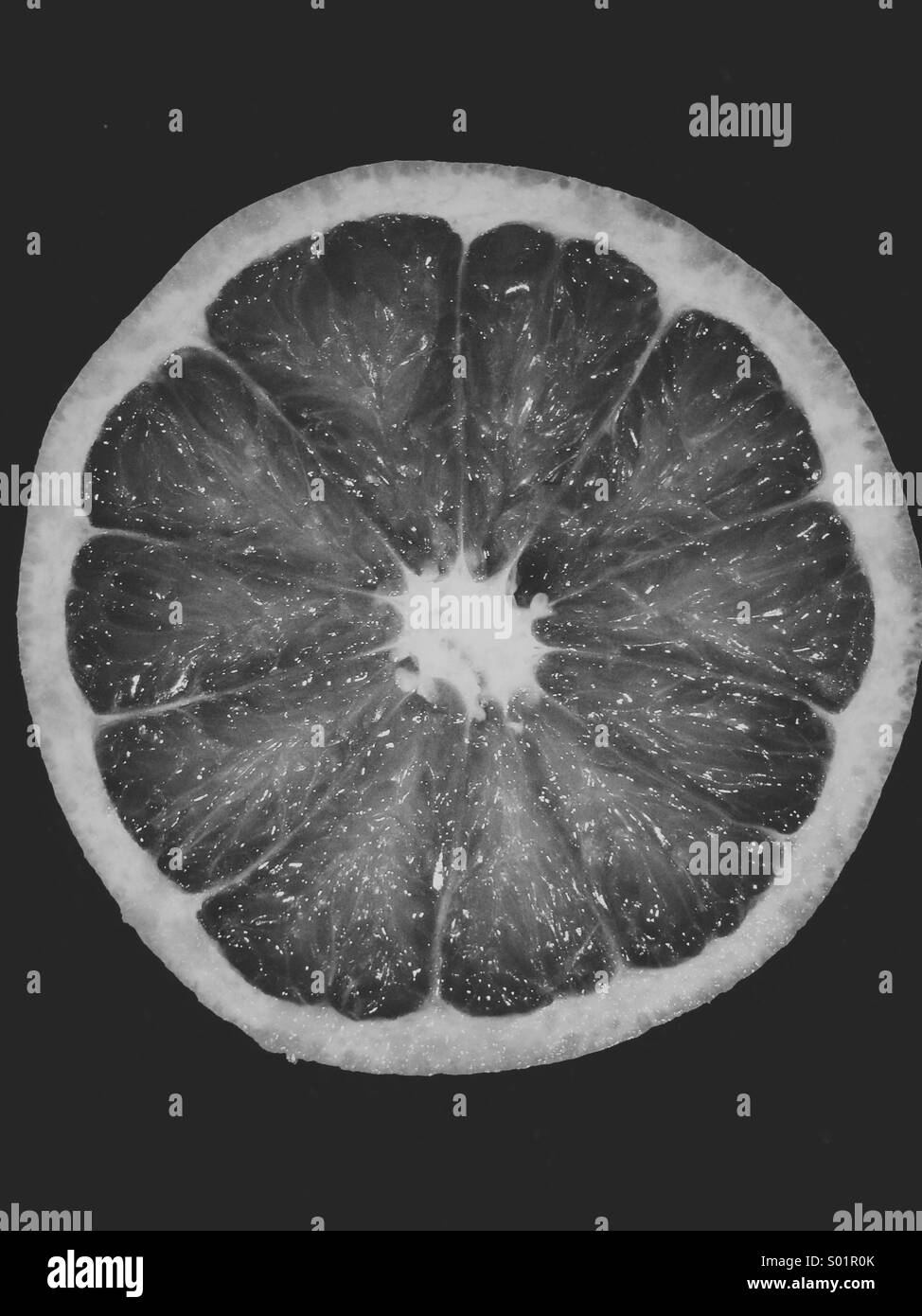 Cross section of a pink grapefruit in black and white. Stock Photo