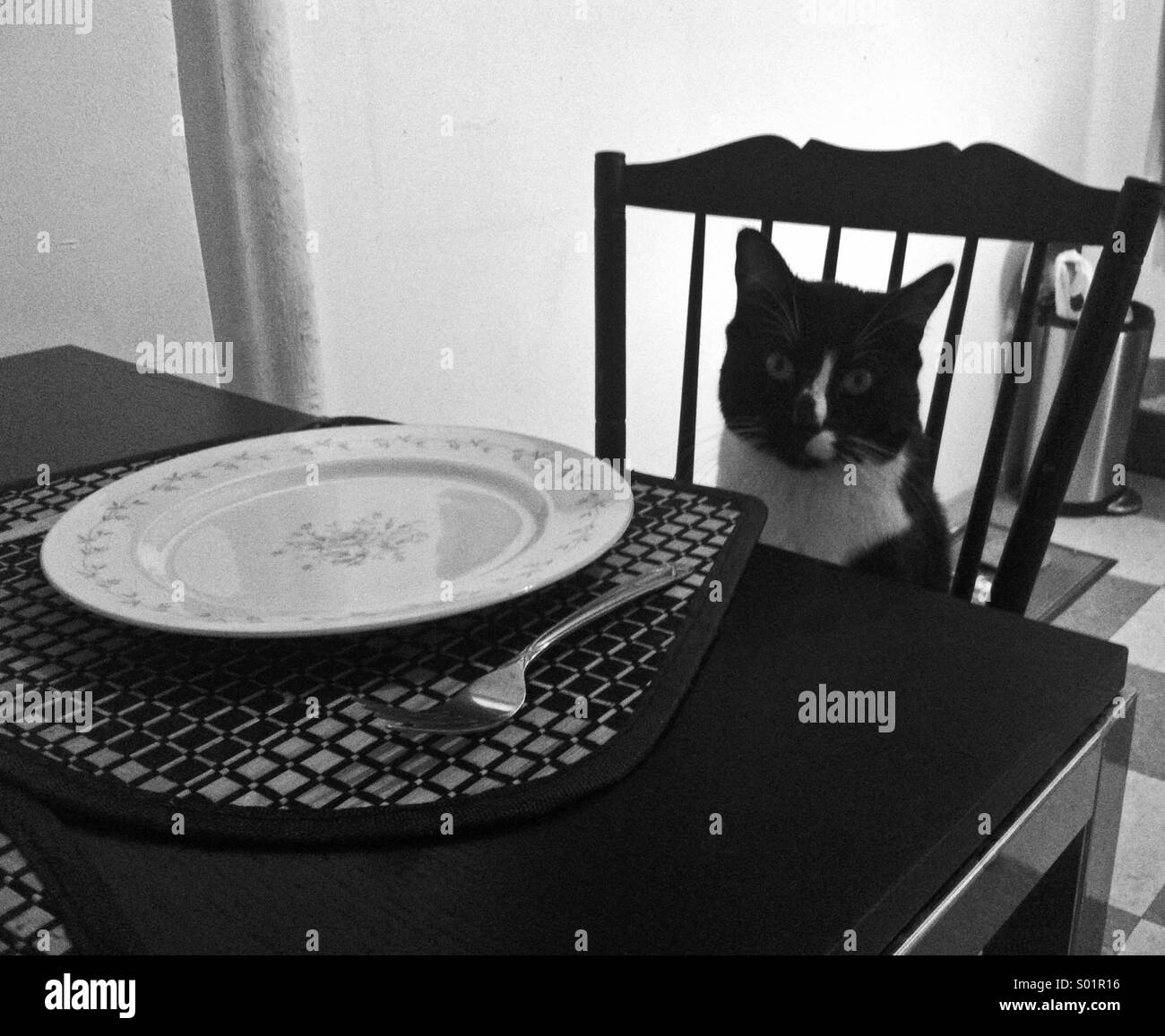 Cat waiting for dinner - Smartphone Captured Stock Image