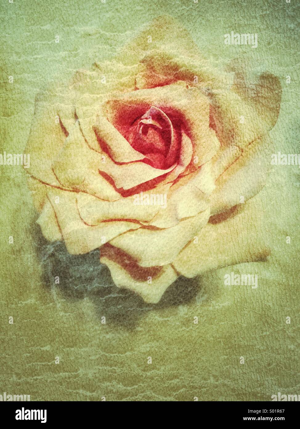 Rose blossom hi-res stock photography and images - Alamy