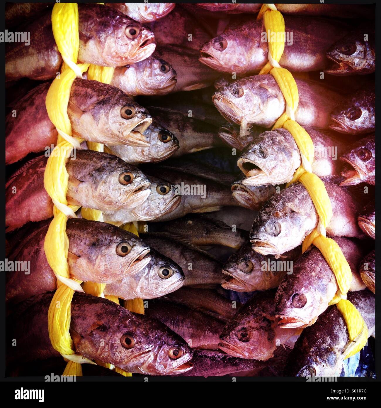 Dried fishes tied up Stock Photo