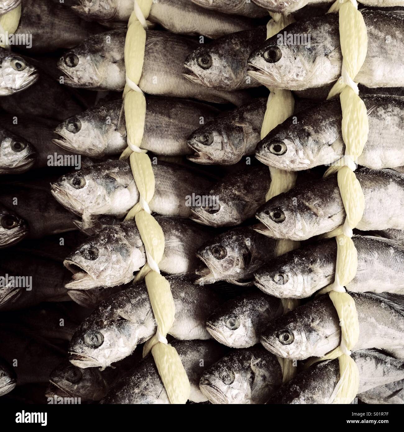 Sundried fishes - Smartphone Captured Stock Image