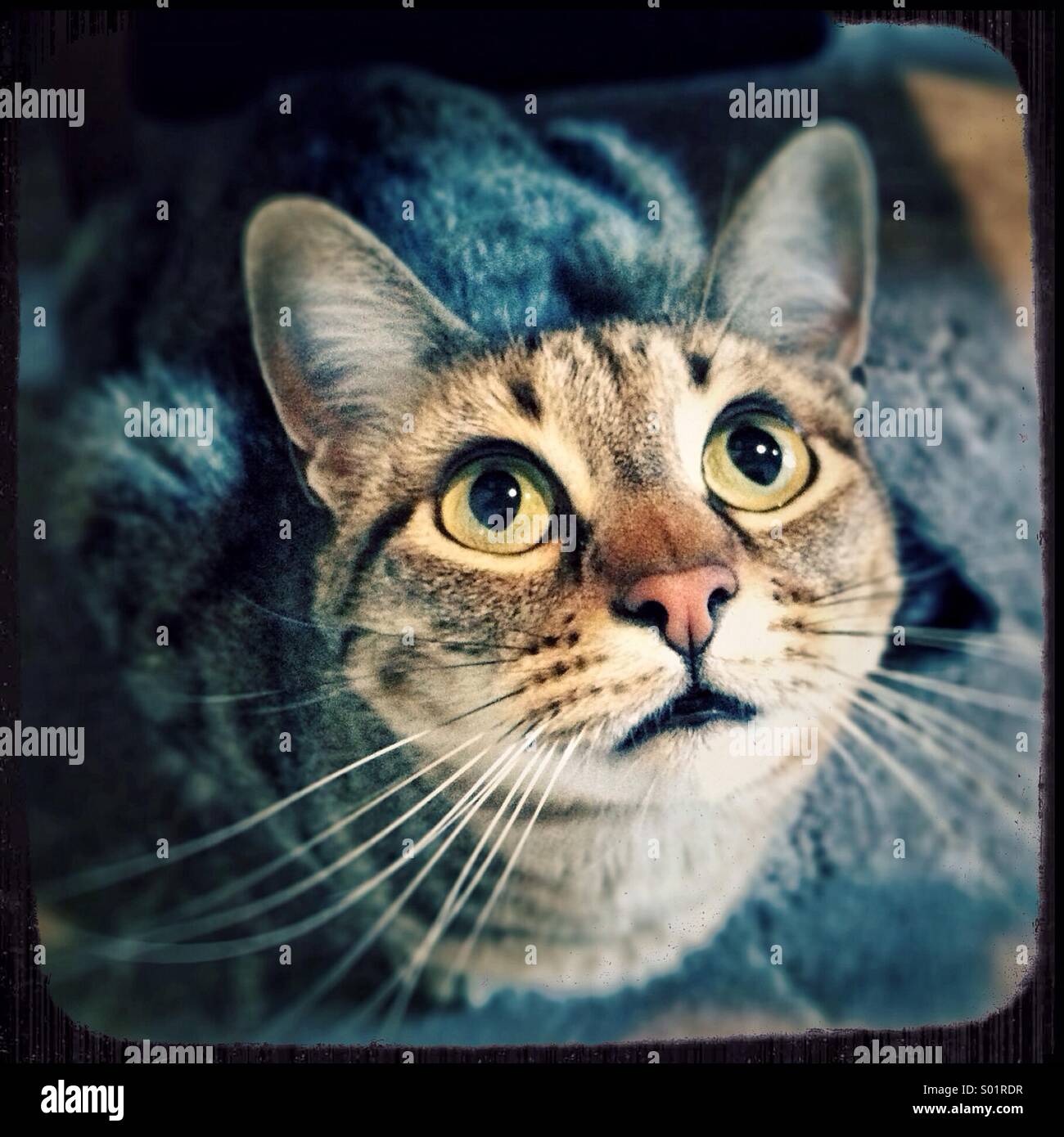 Close up portrait of tabby cat intently watching Stock Photo - Alamy