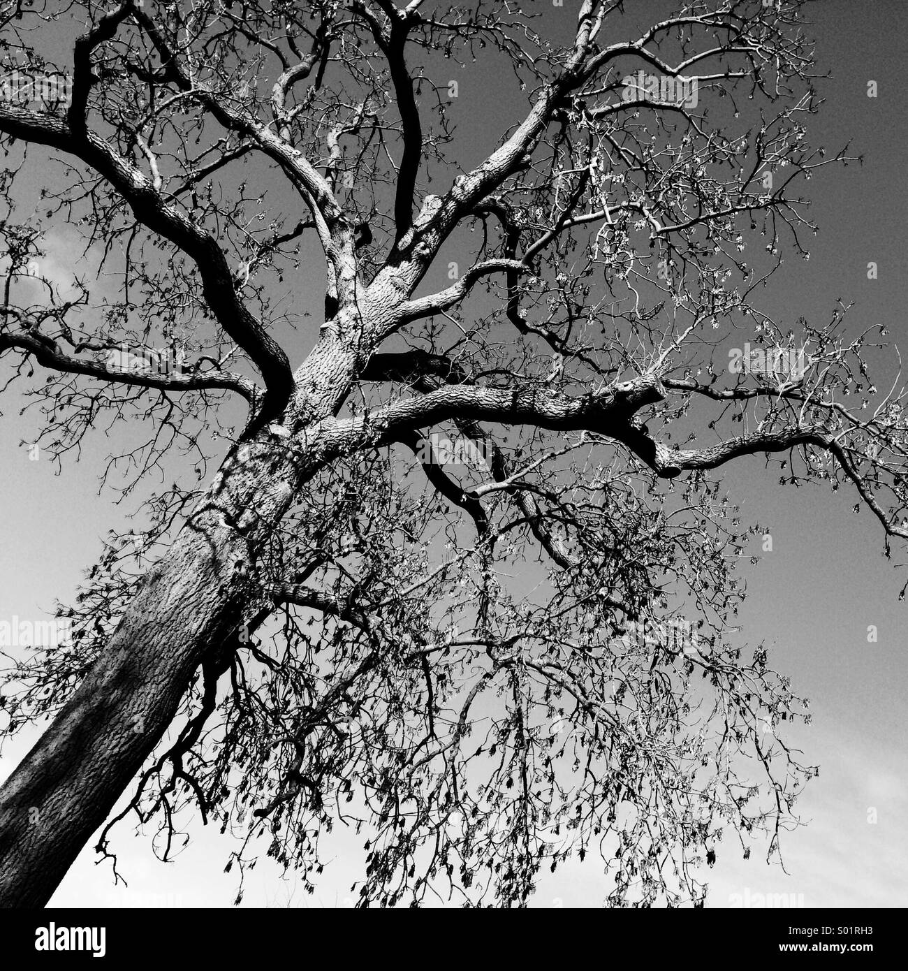 Black and white tree Stock Photo