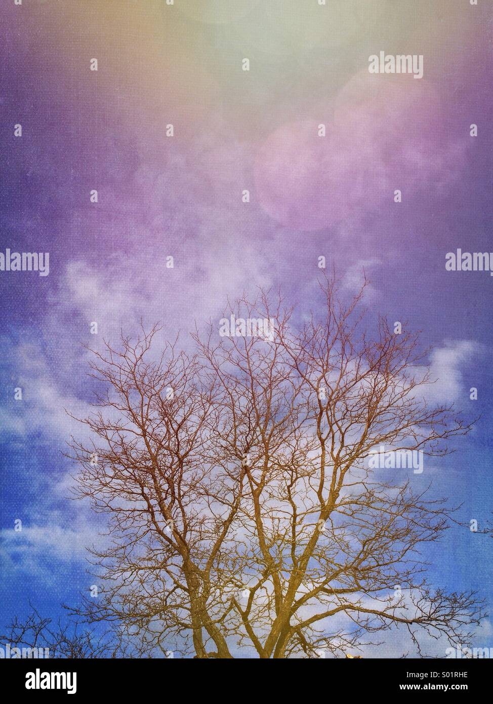 Trees and flare Stock Photo - Alamy