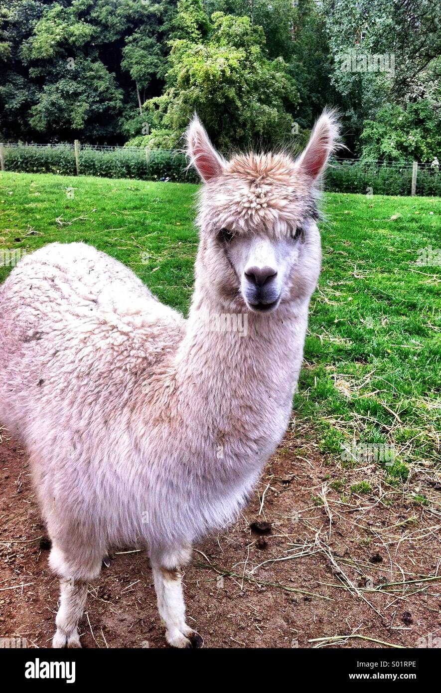 Llama animal hi-res stock photography and images - Alamy Llama animal hi-res stock photography and images - Alamy
