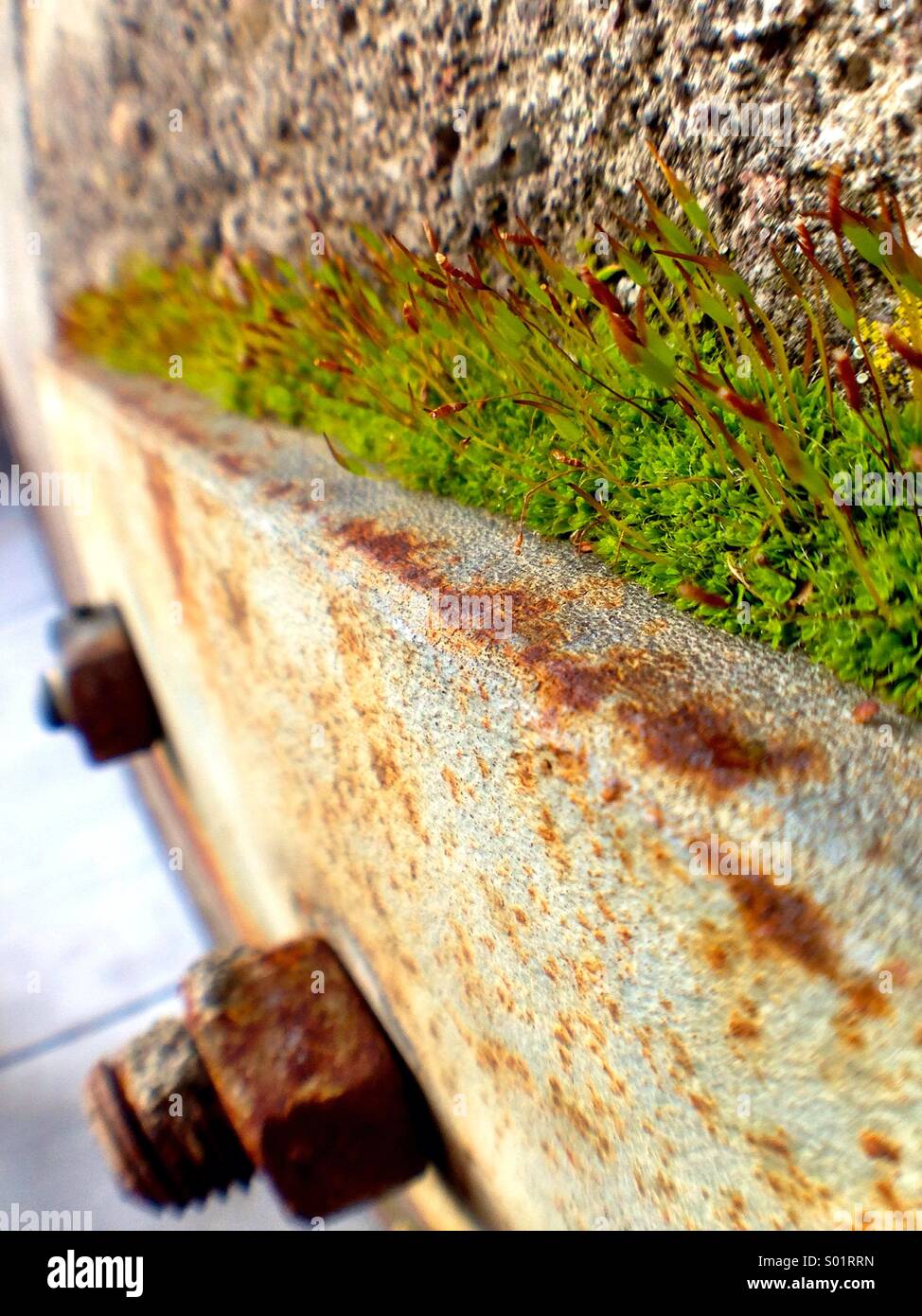 Moss in an industrial setting Stock Photo