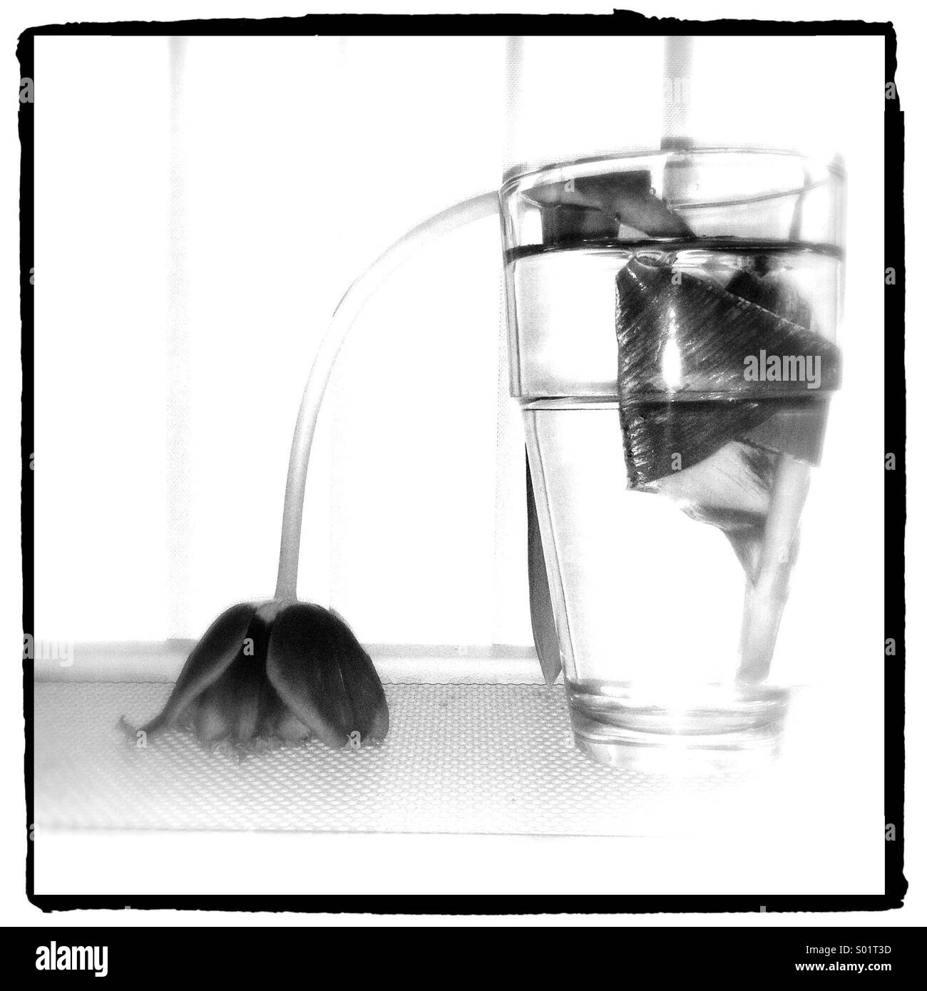 Withered tulip in a Glass of water Stock Photo