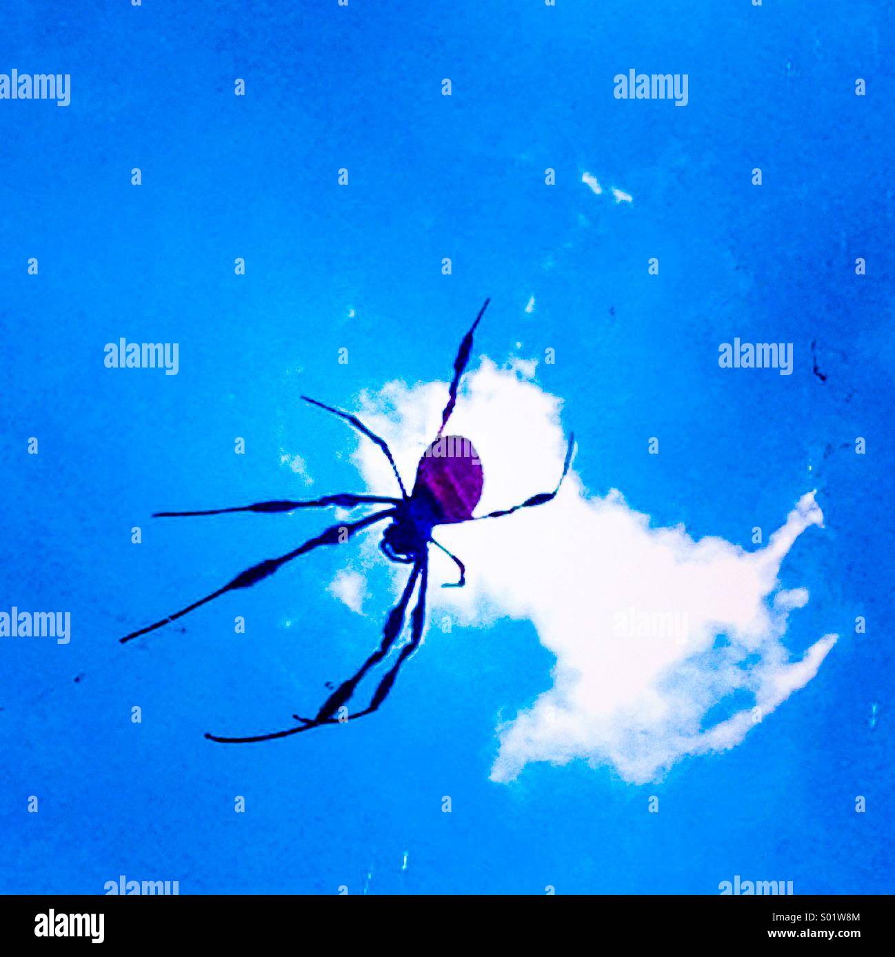 Spider In the cloud Stock Photo