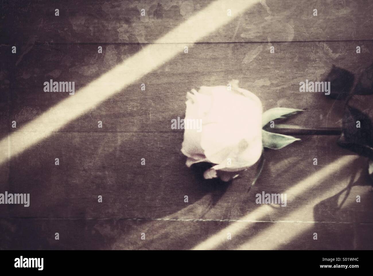 Choices... - Smartphone Captured Stock Image