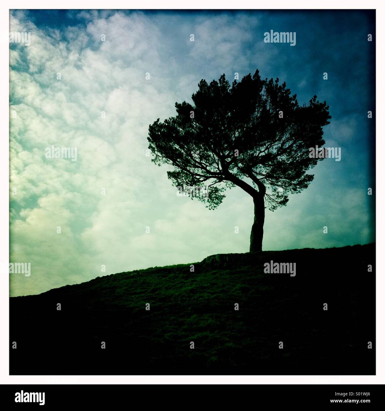 Silhouette tree on hill hi-res stock photography and images - Alamy