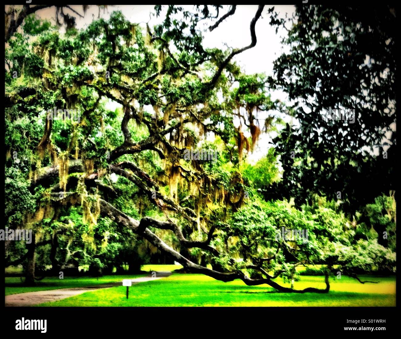 Live Oak Tree Stock Photo