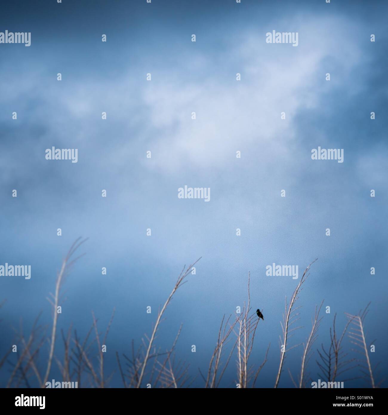 A bird rests on a tree branch under stormy skies. Stock Photo