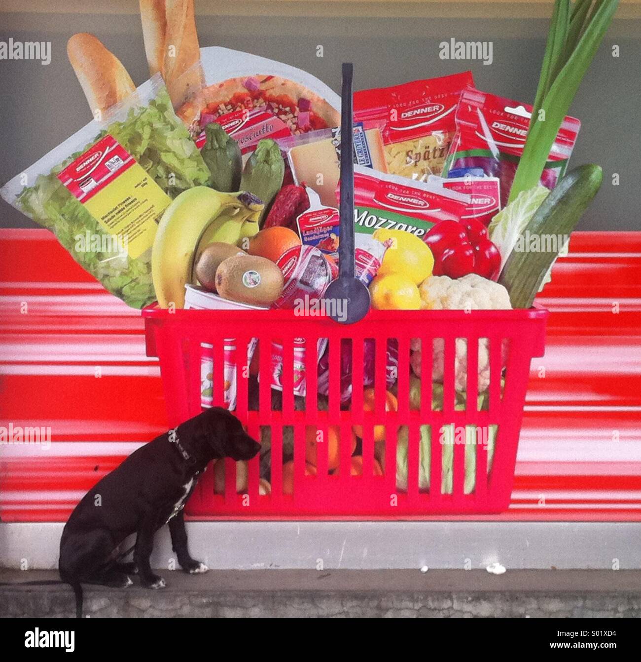 Dog contemplating giant grocery basket - Smartphone Captured Stock Image