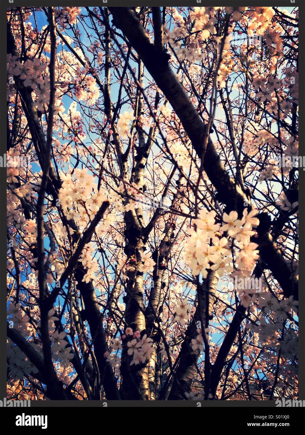 Blossom tree branch hires stock photography and images Alamy