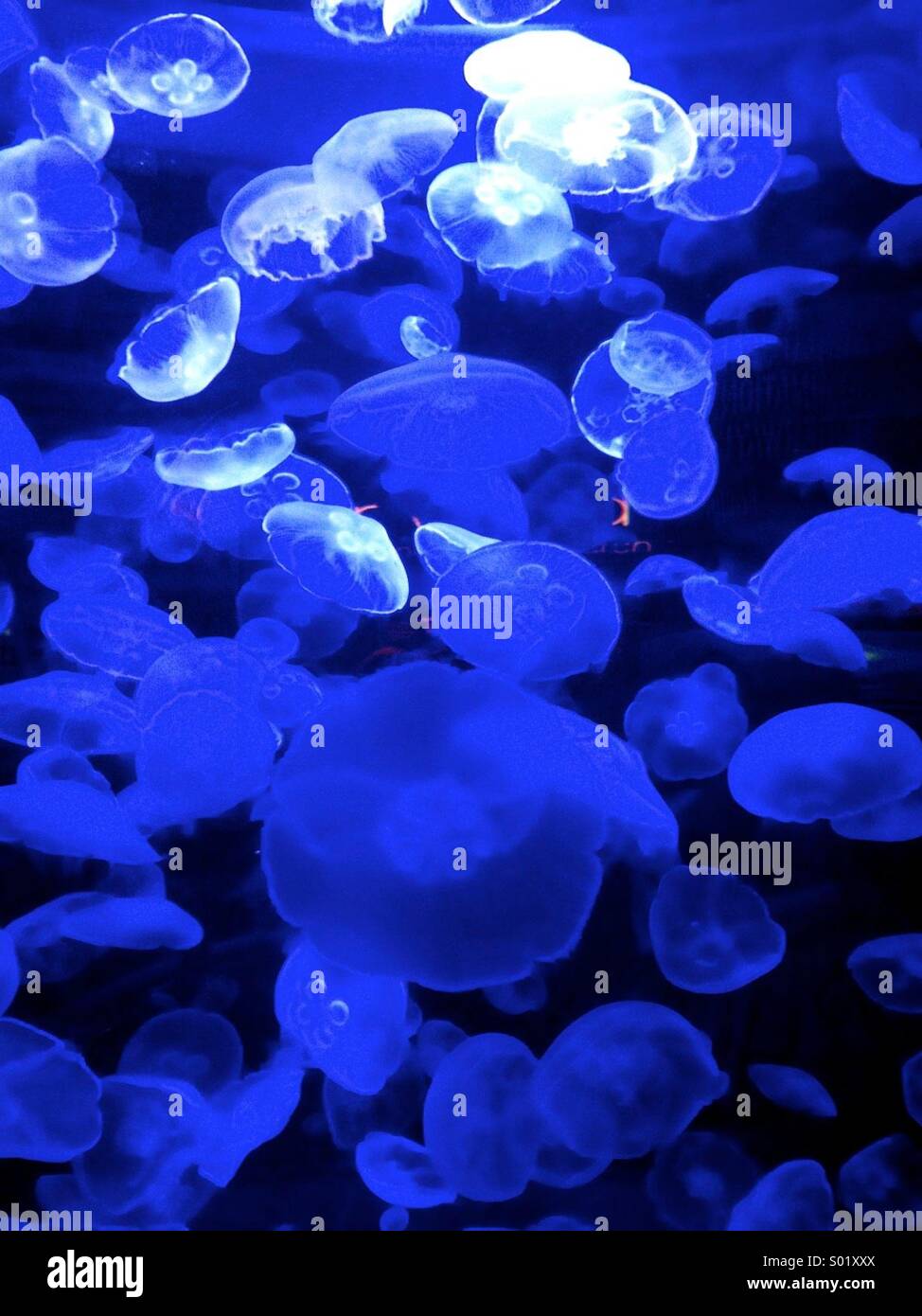 Jelly fish in tank Stock Photo