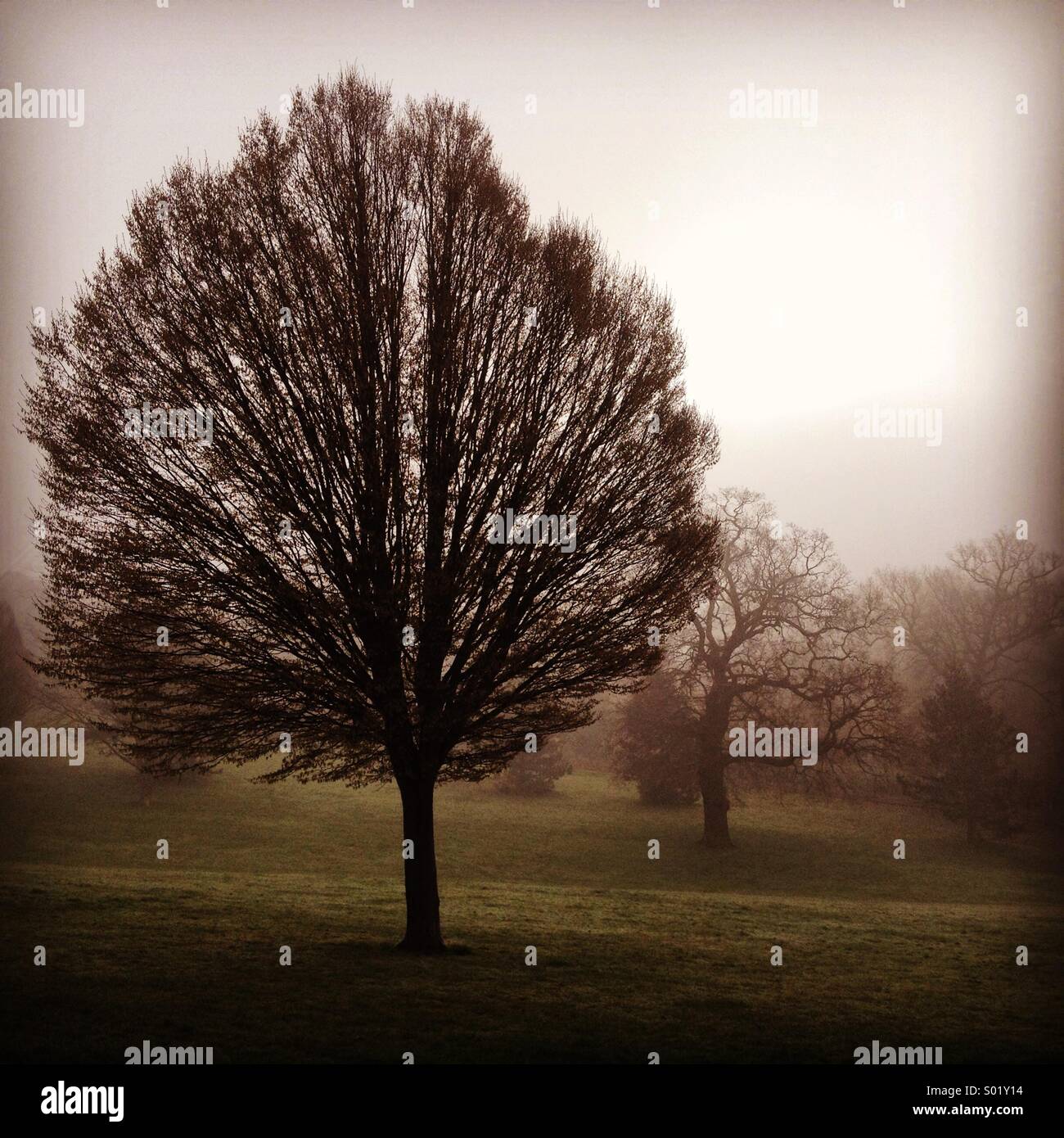Tree in misty field sunrise hi-res stock photography and images - Alamy