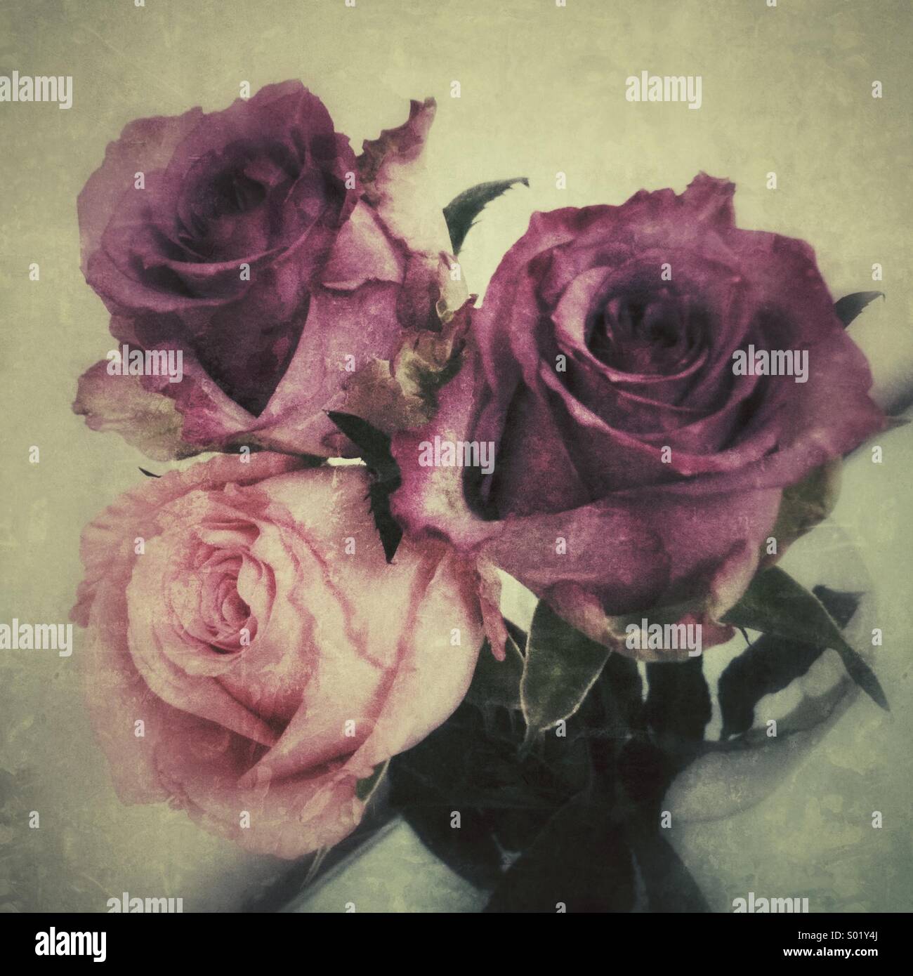 Three stalks of roses - Smartphone Captured Stock Image