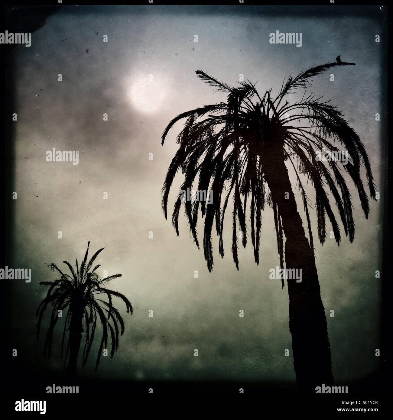 Dead palm trees Stock Photo Alamy