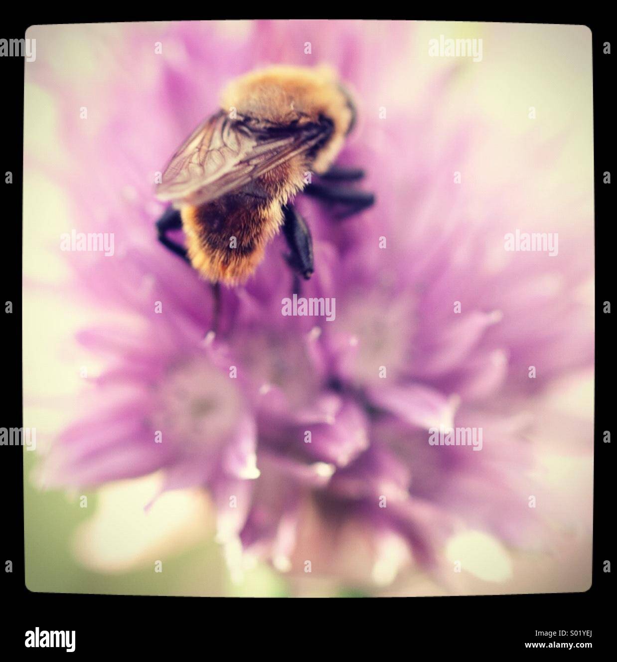 Bumble bee on chive flower Stock Photo Alamy