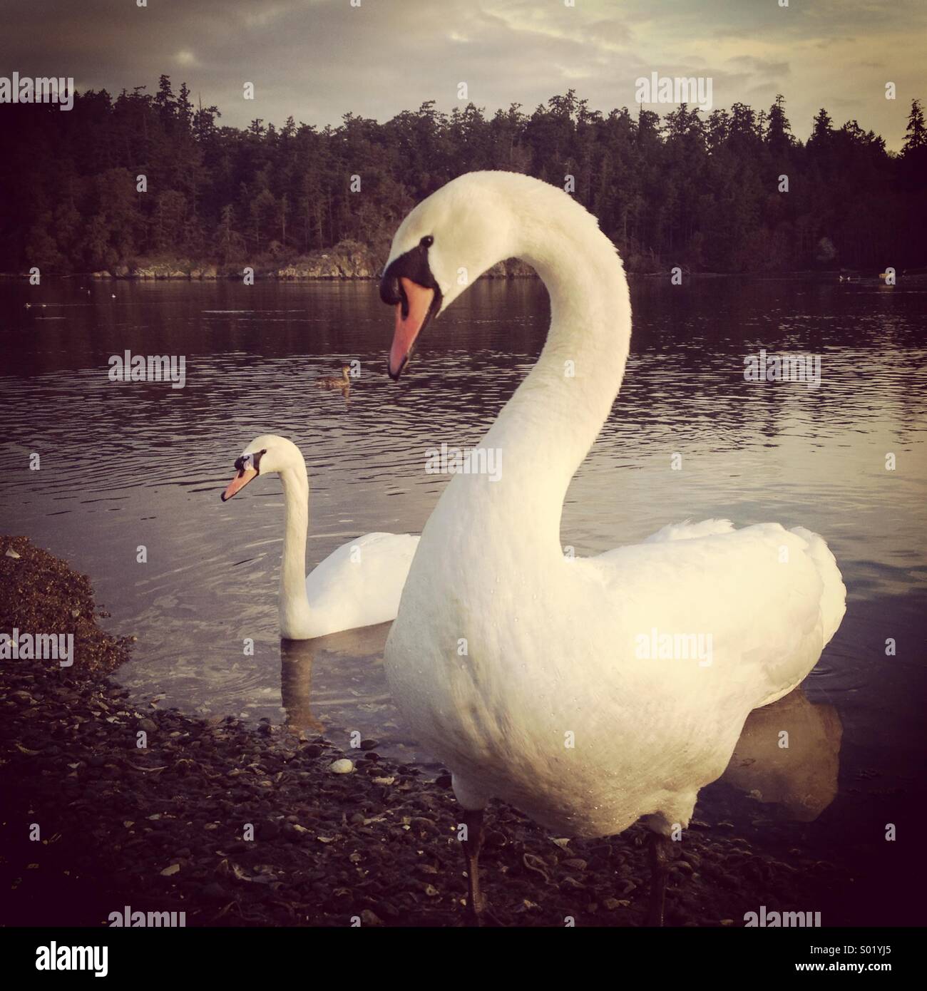Mute Swans, two, Victoria BC. Canada Stock Photo