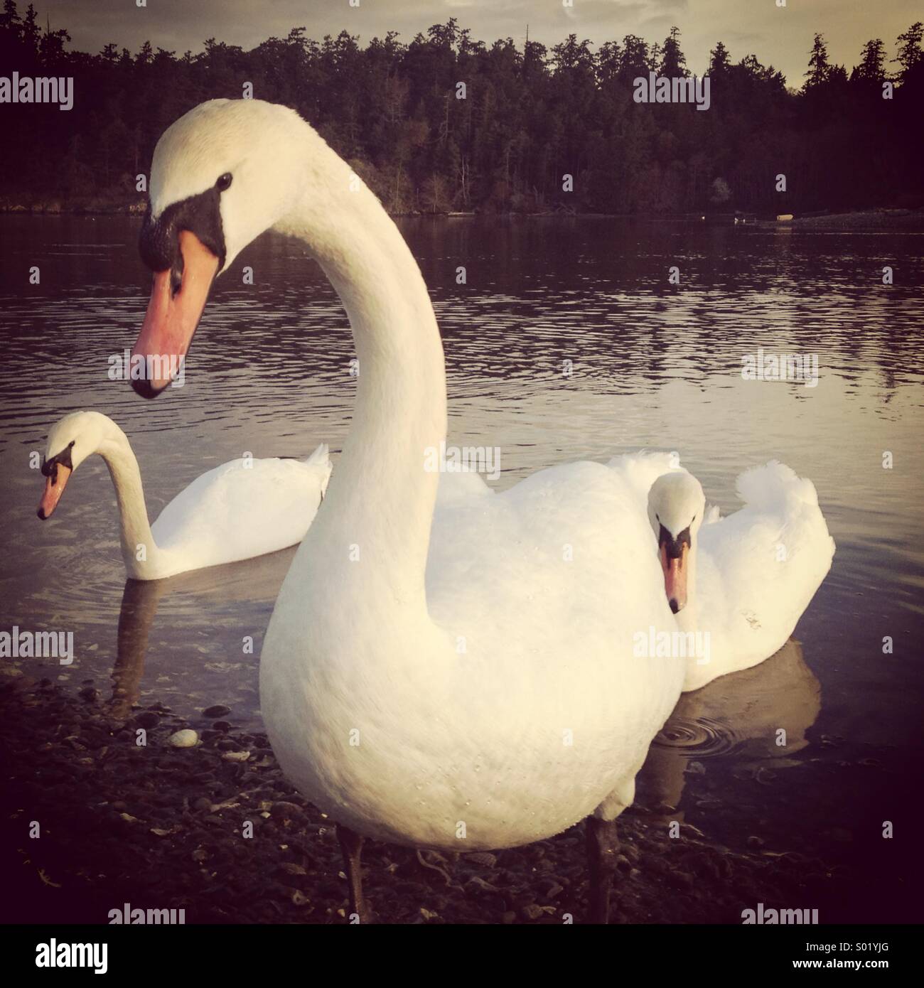 Mute Swans, three, Victoria BC. Canada - Smartphone Captured Stock Image