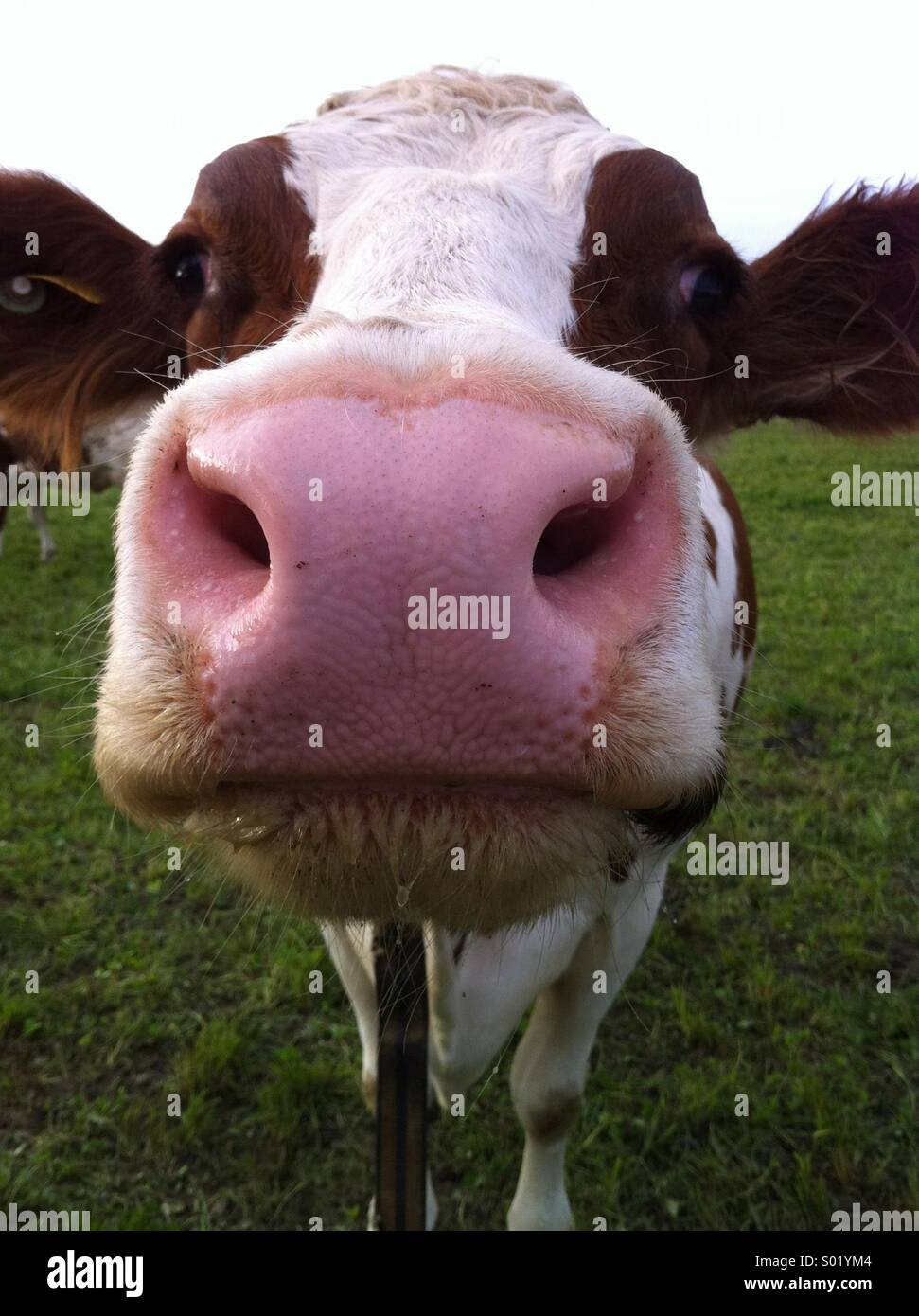 Cow close up and personal - Smartphone Captured Stock Image