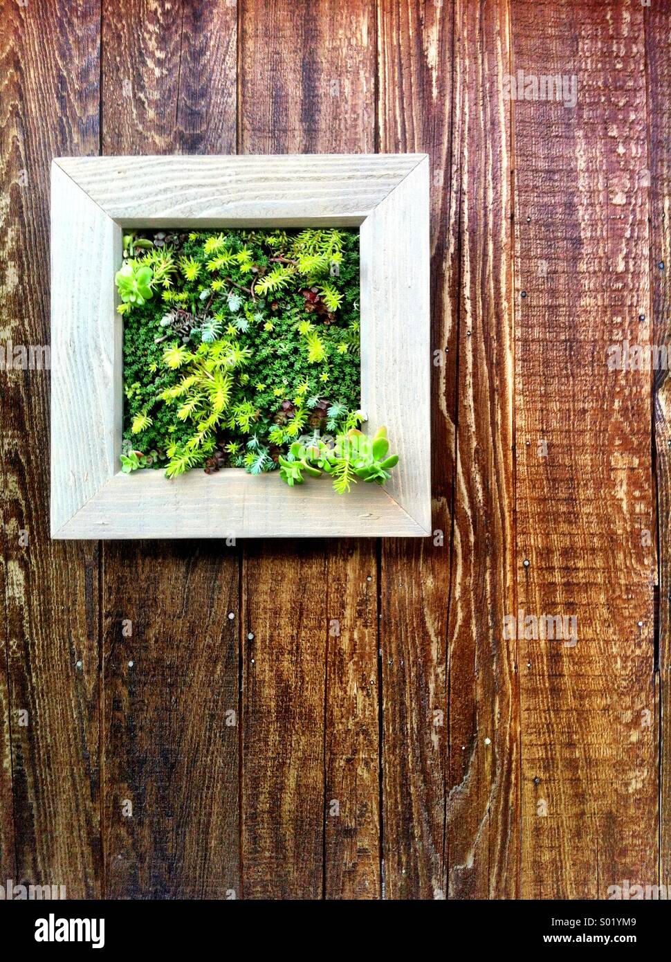 Plants growing from the wall hi-res stock photography and images - Alamy