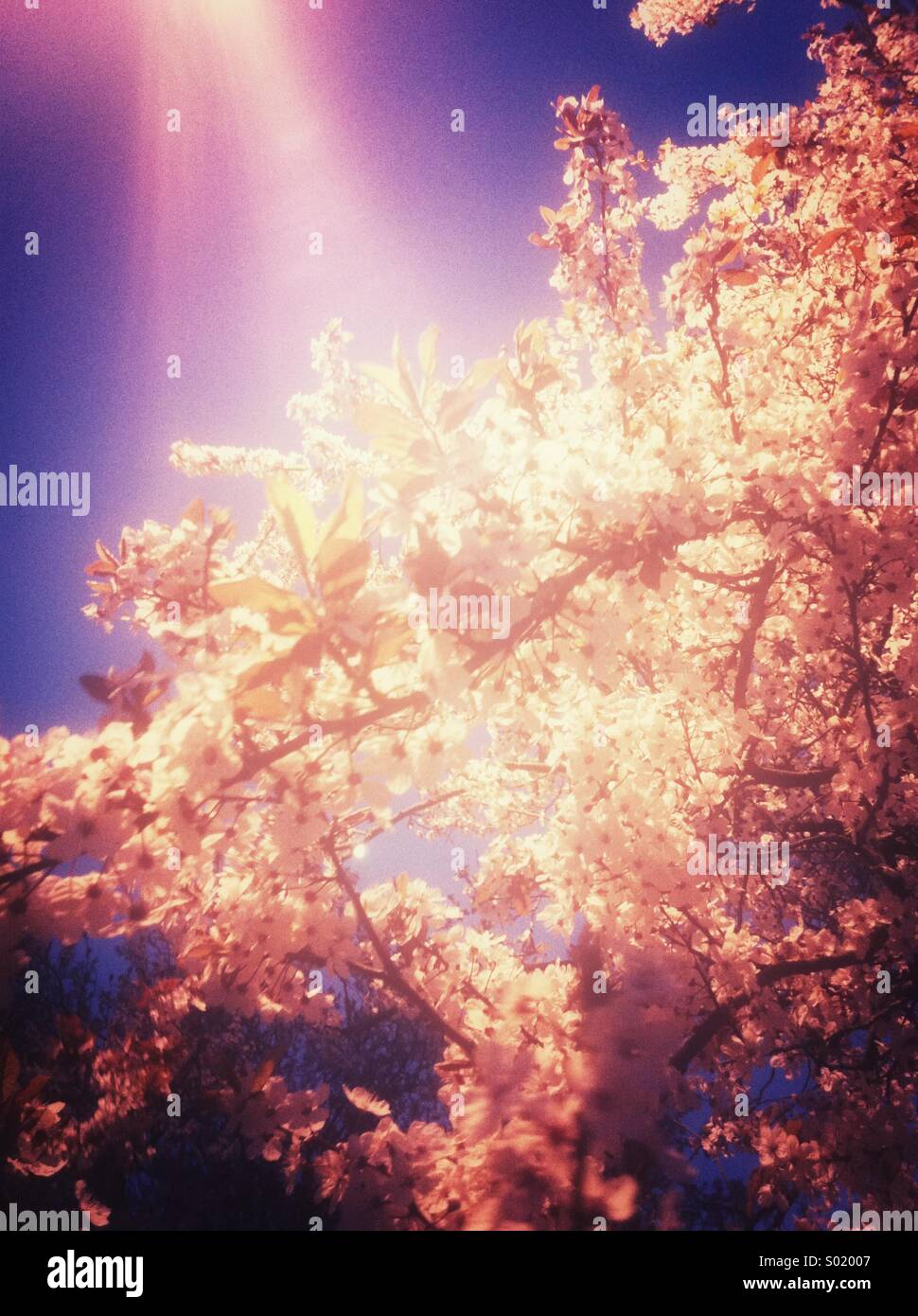 Sun rays on cherry blossom Stock Photo Alamy