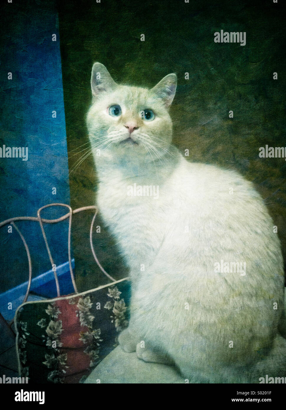 An artistic rendering of a white flame point Siamese cat - Smartphone Captured Stock Image