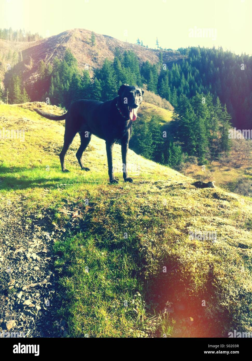 Black dog on green hillside Stock Photo