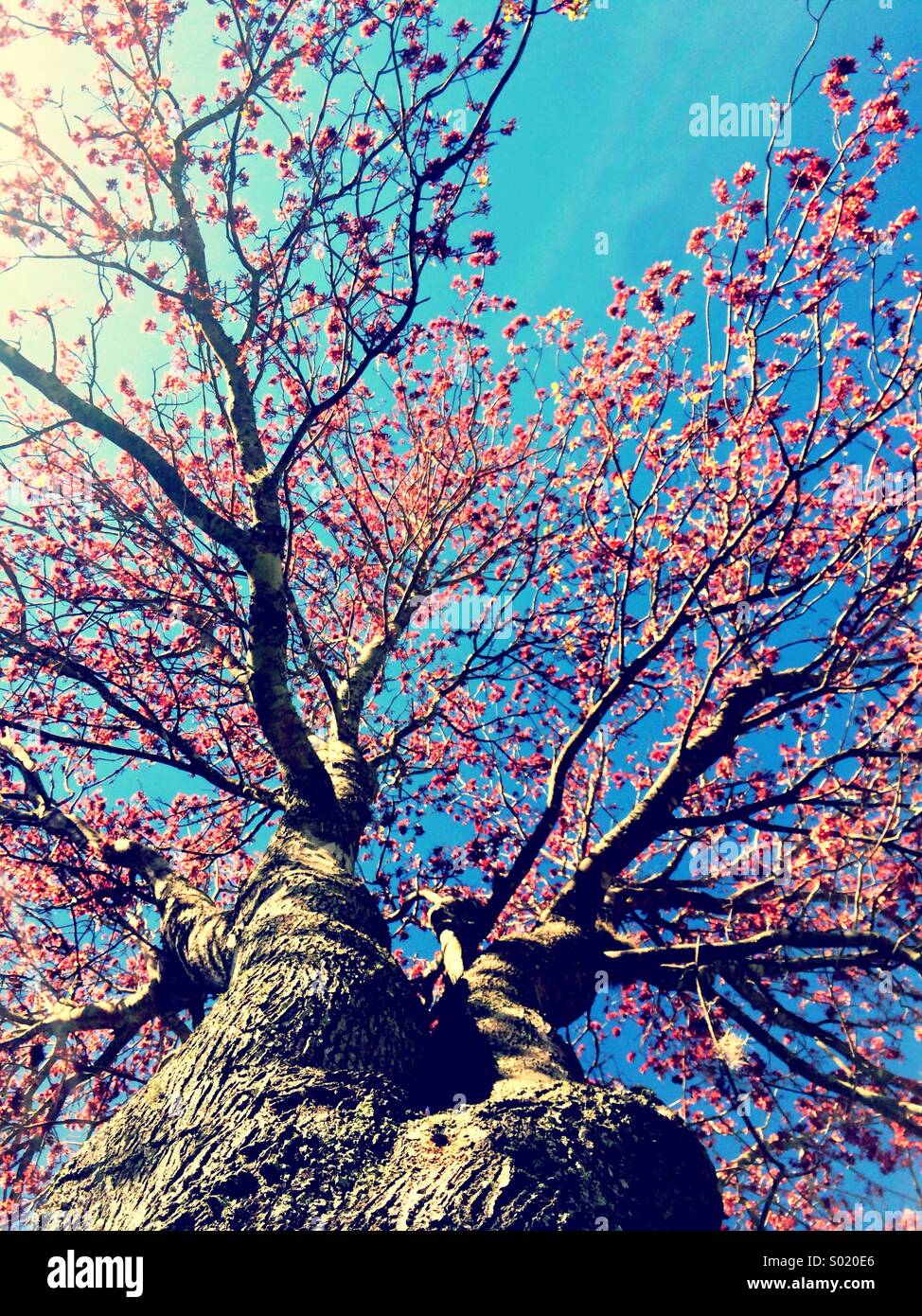 Spring Tree Stock Photo