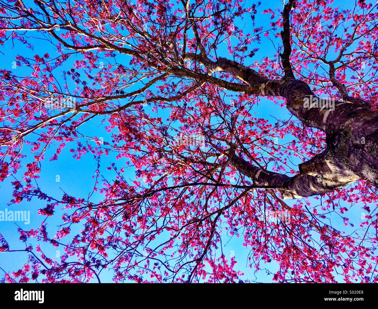 Spring Tree Stock Photo
