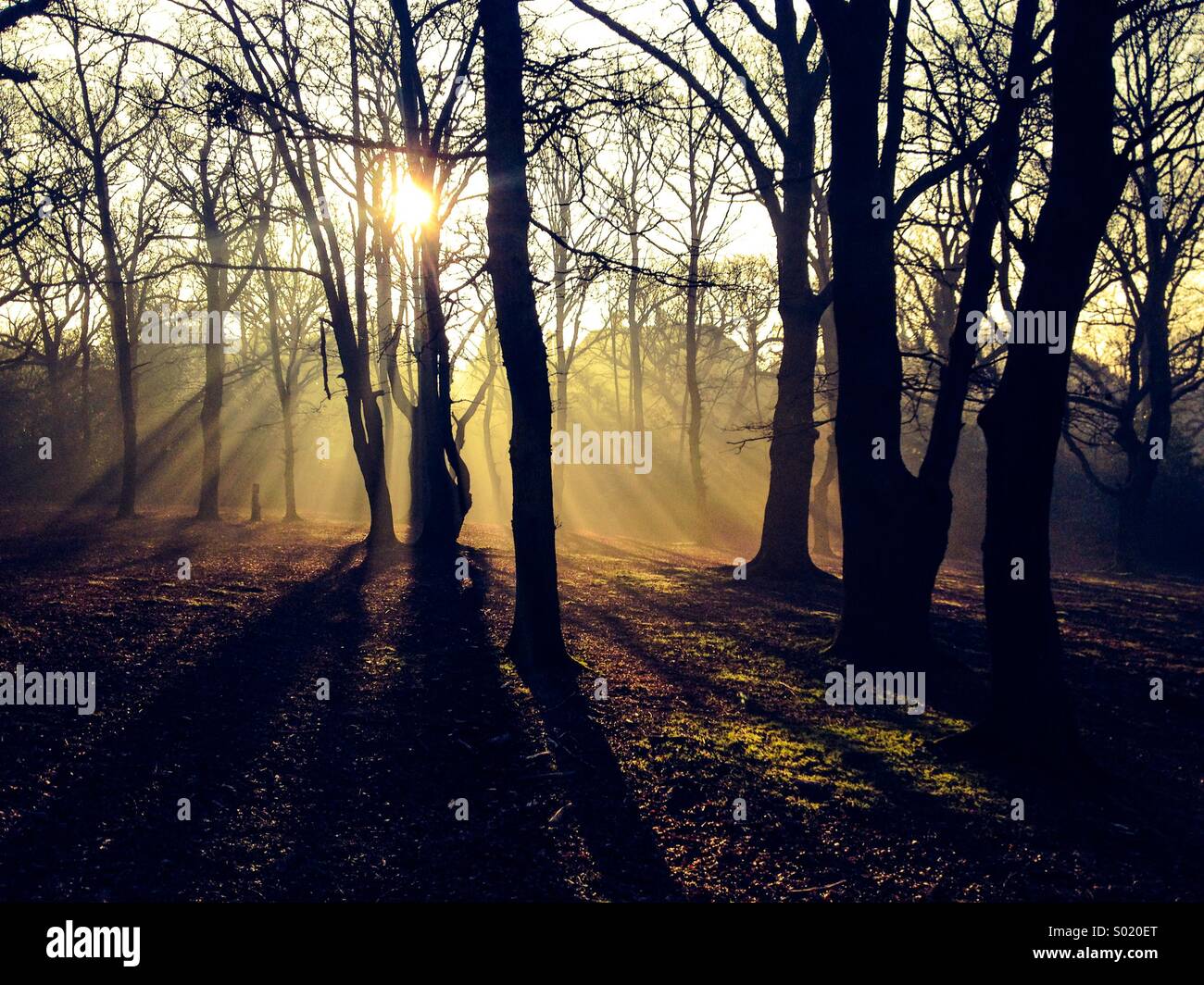 Woods sunrise hi-res stock photography and images - Alamy