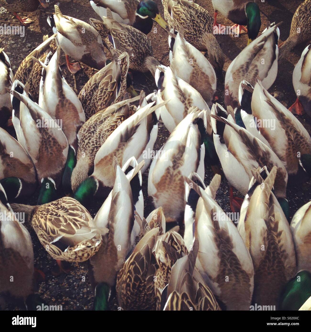 Ducks feeding, Victoria BC. Canada Stock Photo