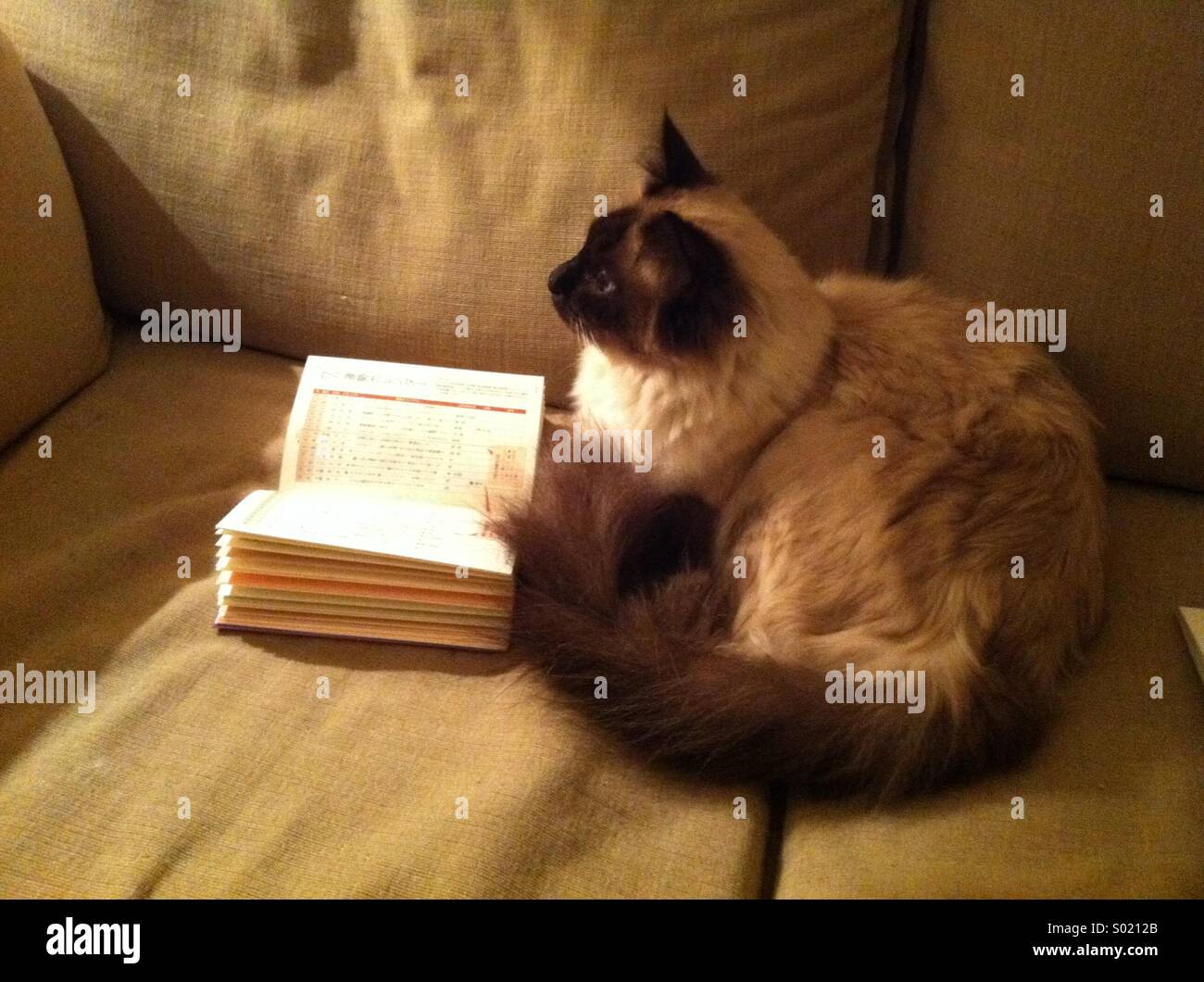 Birman cat reading on a sofa horizontal read book cute domestic pet lovely - Smartphone Captured Stock Image