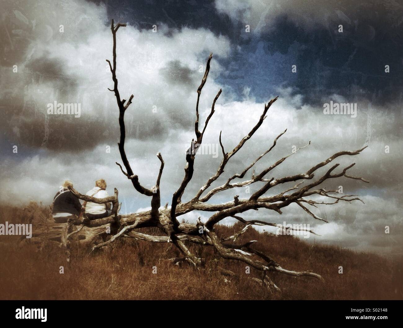 Two people stand on a trunk in National Park Veluwezoom - Smartphone Captured Stock Image