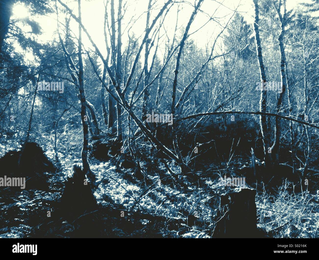 Forest scene in monotone Stock Photo