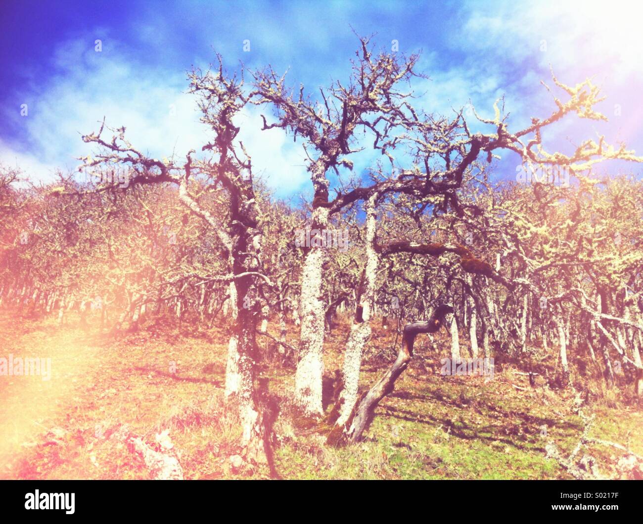 Leafless trees hi-res stock photography and images - Alamy