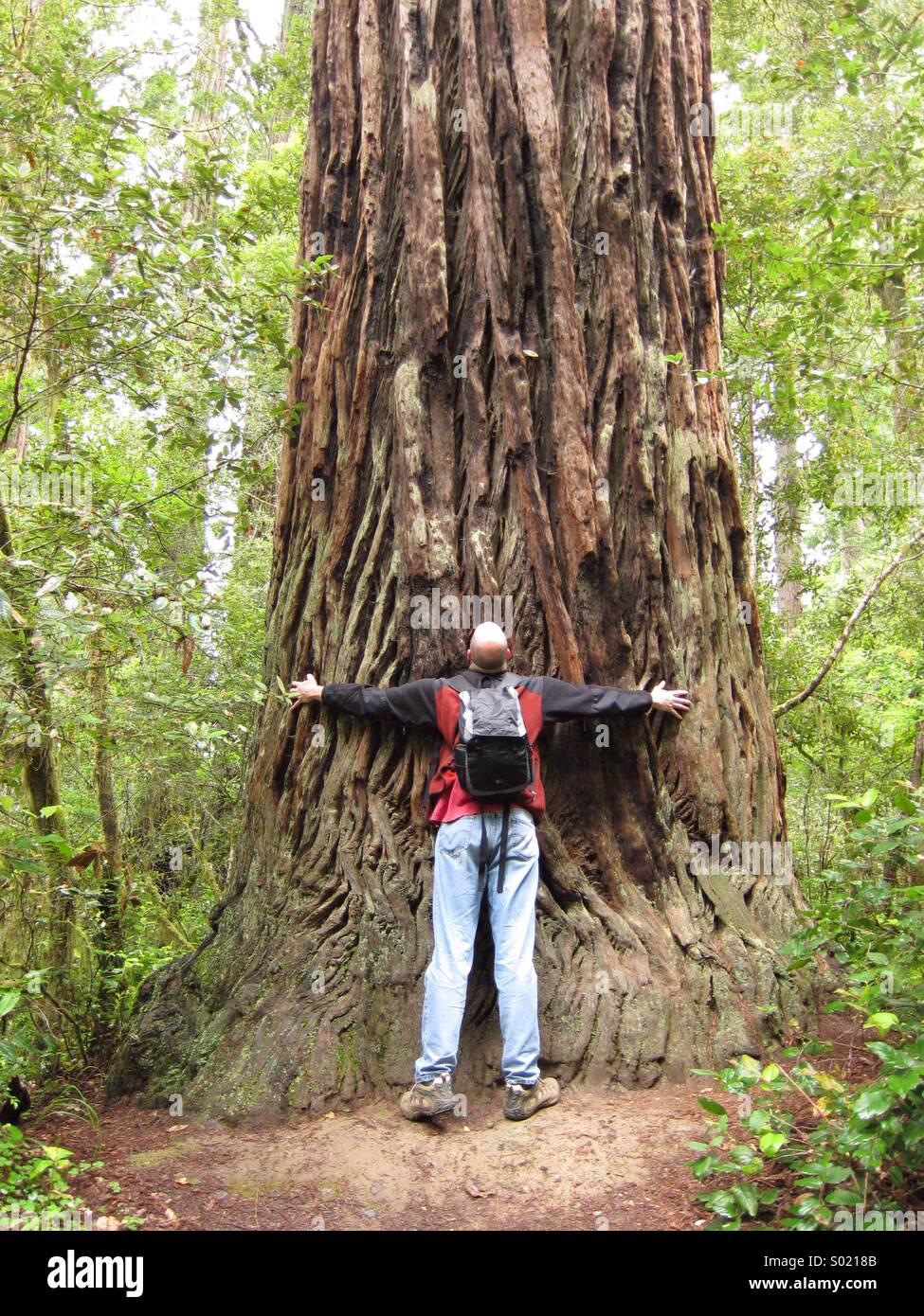 Tree hugger in Redwoods National Park, California Stock Photo