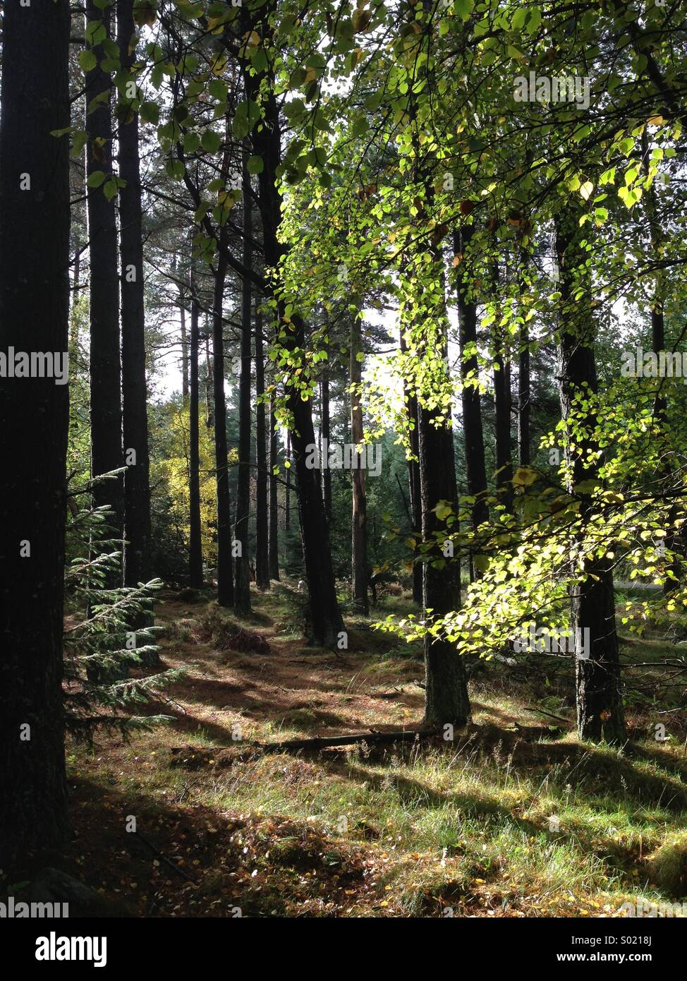 Green forest trees woods woodland hi-res stock photography and images ...