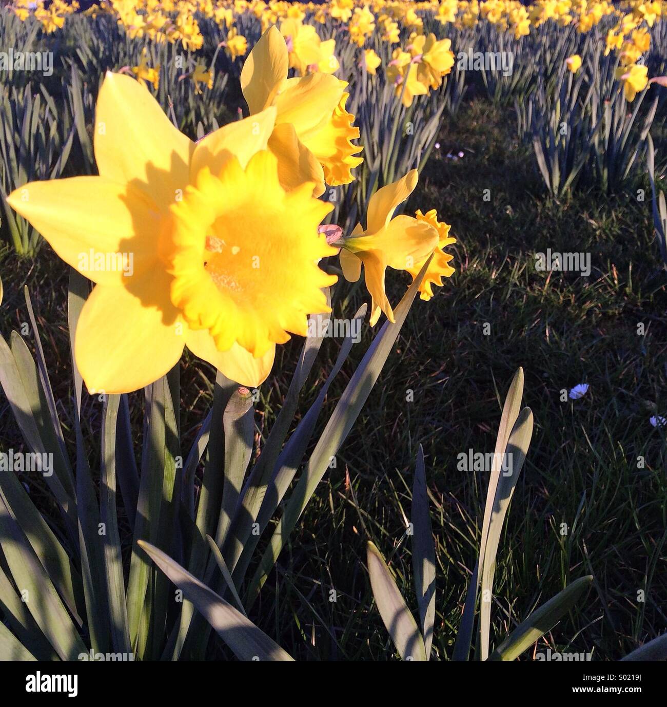 Daffodil in the setting spring sun Stock Photo Alamy