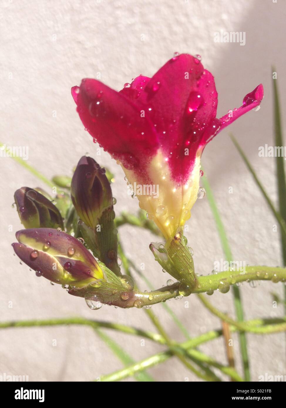Red Freesia after spring rain - Smartphone Captured Stock Image