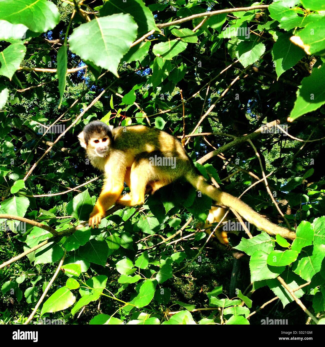 London zoo monkey hires stock photography and images Alamy