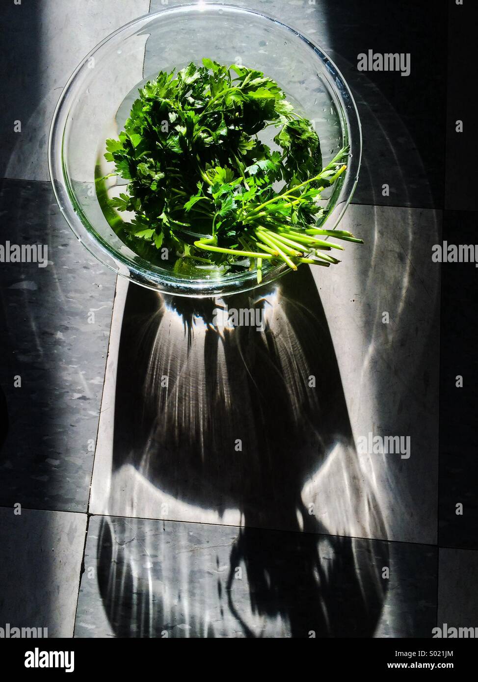 Parsley in sunlight Stock Photo Alamy