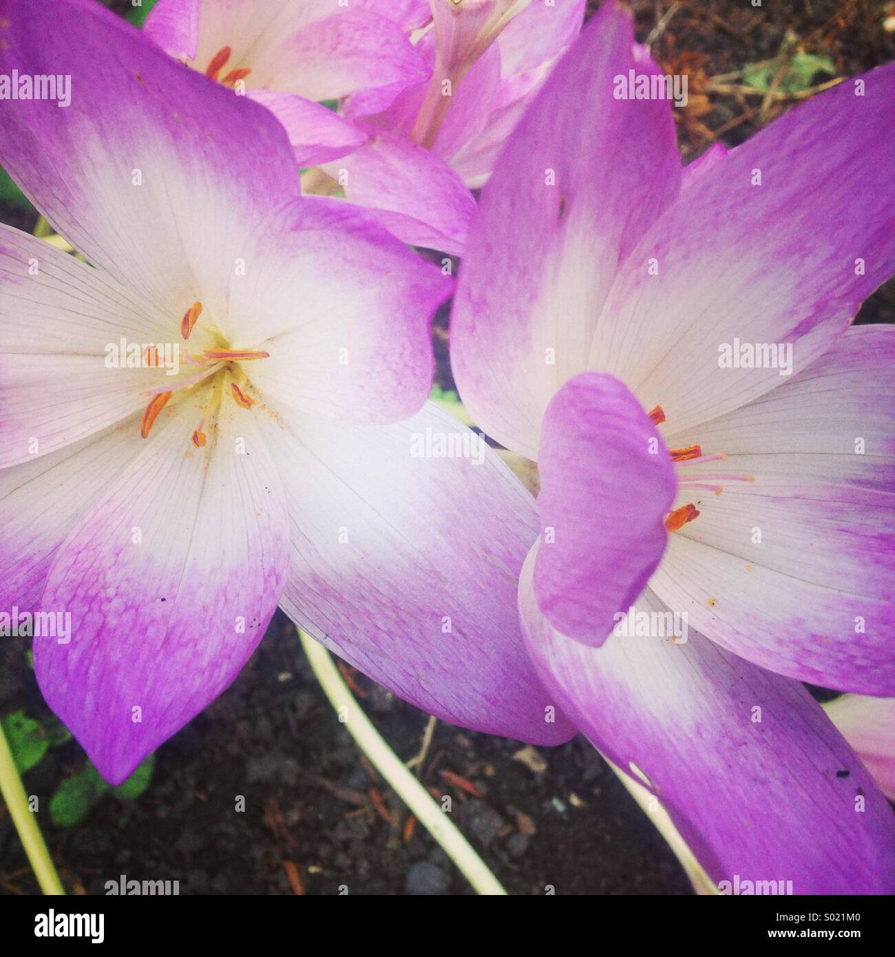 Beautiful purple and white flower Stock Photo Alamy